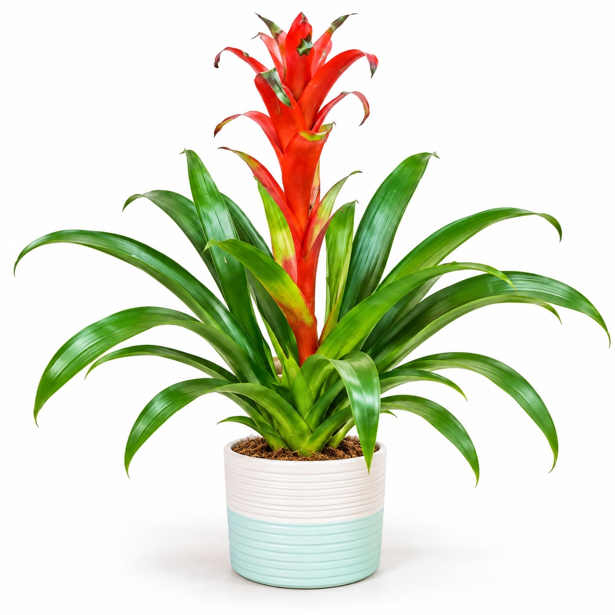 Guzmania Bromeliad-12cm pot