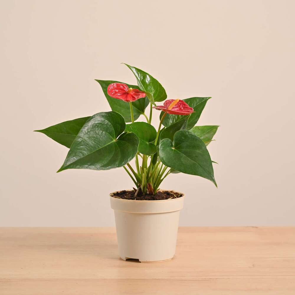 Ixora
