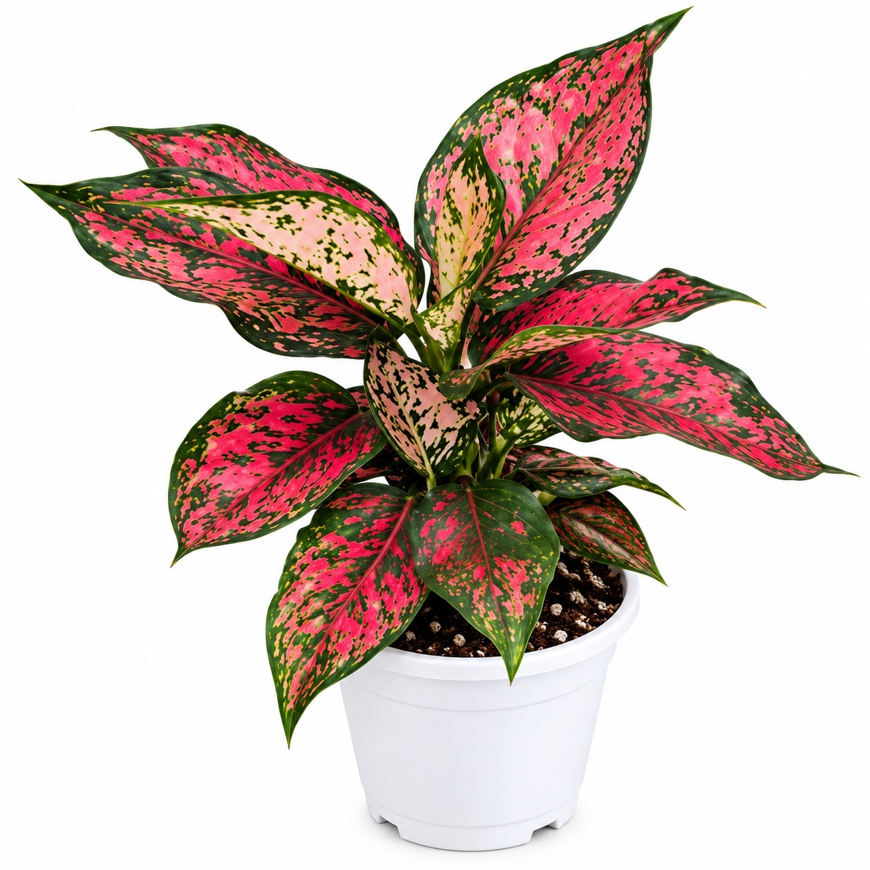 Aglonima Red Kumkum