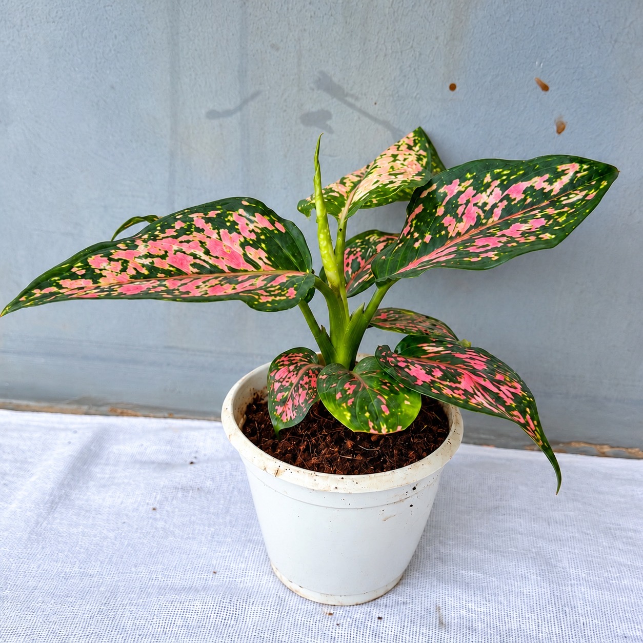 Aglonima Red Kumkum