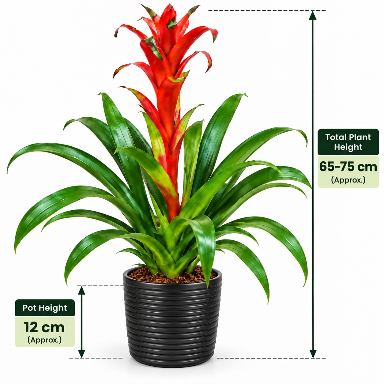 Guzmania Bromeliad-12cm pot