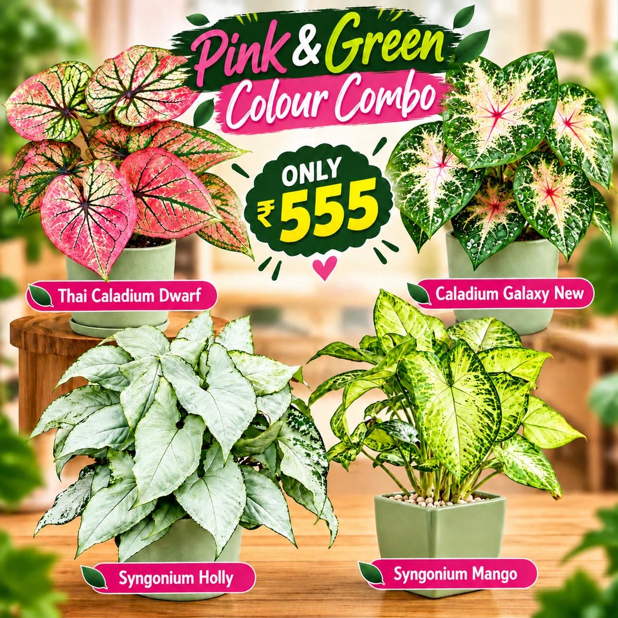 Pink and Green Colour Combo-(4 Healthy Live Plants in Jiffy Bag)