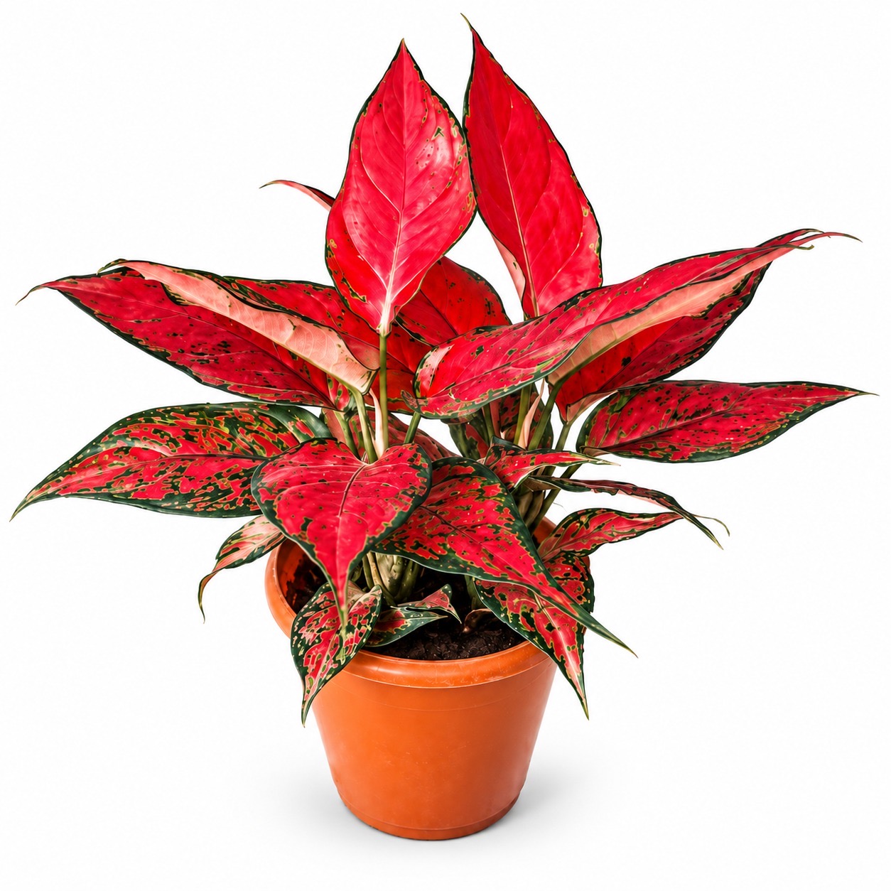 Aglonima Red Angle