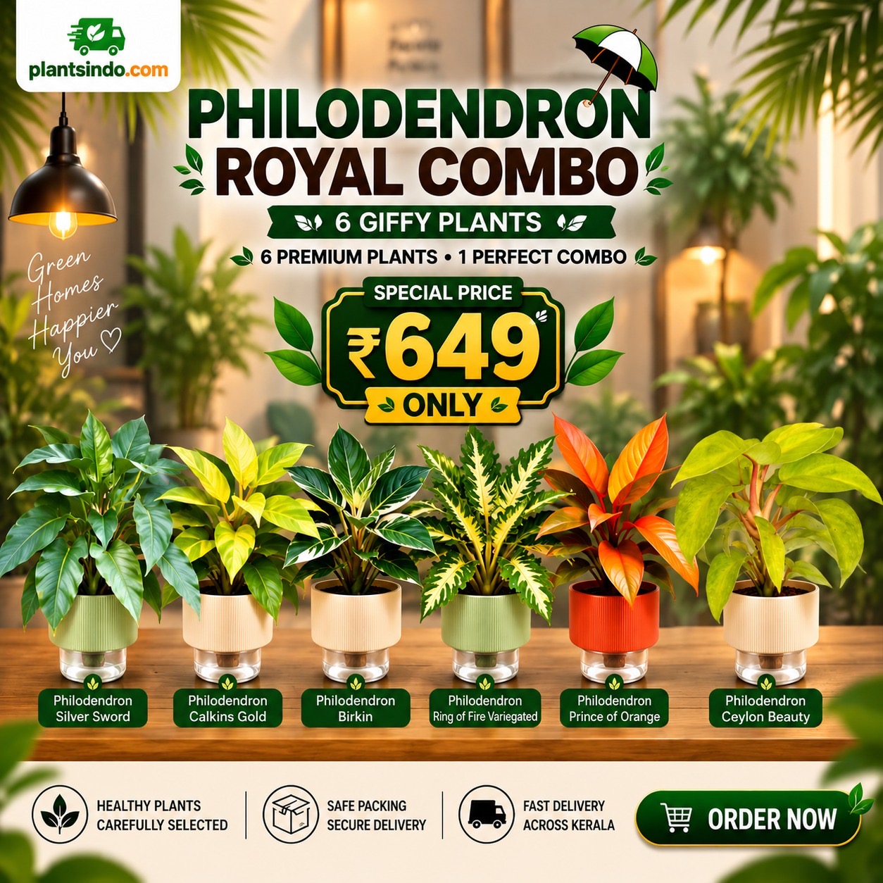 Philodendron Royal Collection – 6 Healthy Plants in Jiffy bag