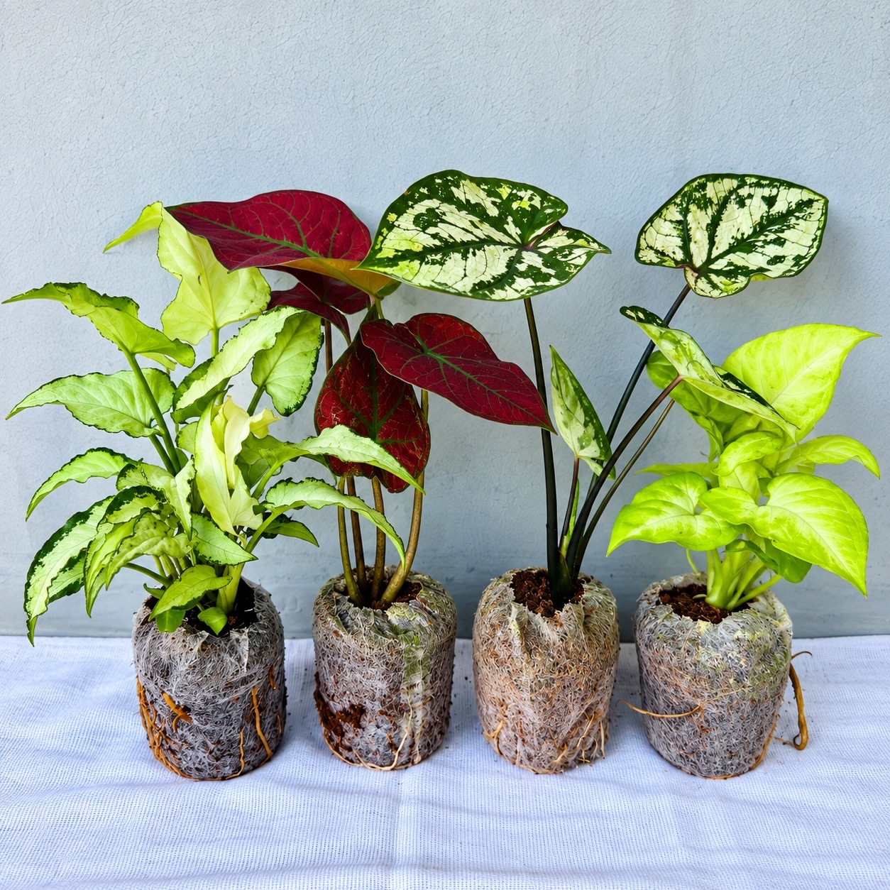Pink and Green Colour Combo-(4 Healthy Live Plants in Jiffy Bag)