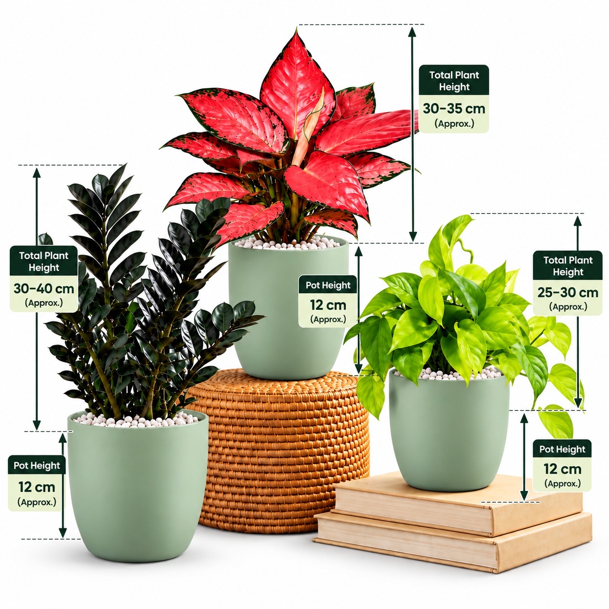 Plantsindo Indoor Plant Starter Pack--3 Easy-Care Plants with 12cm Pot