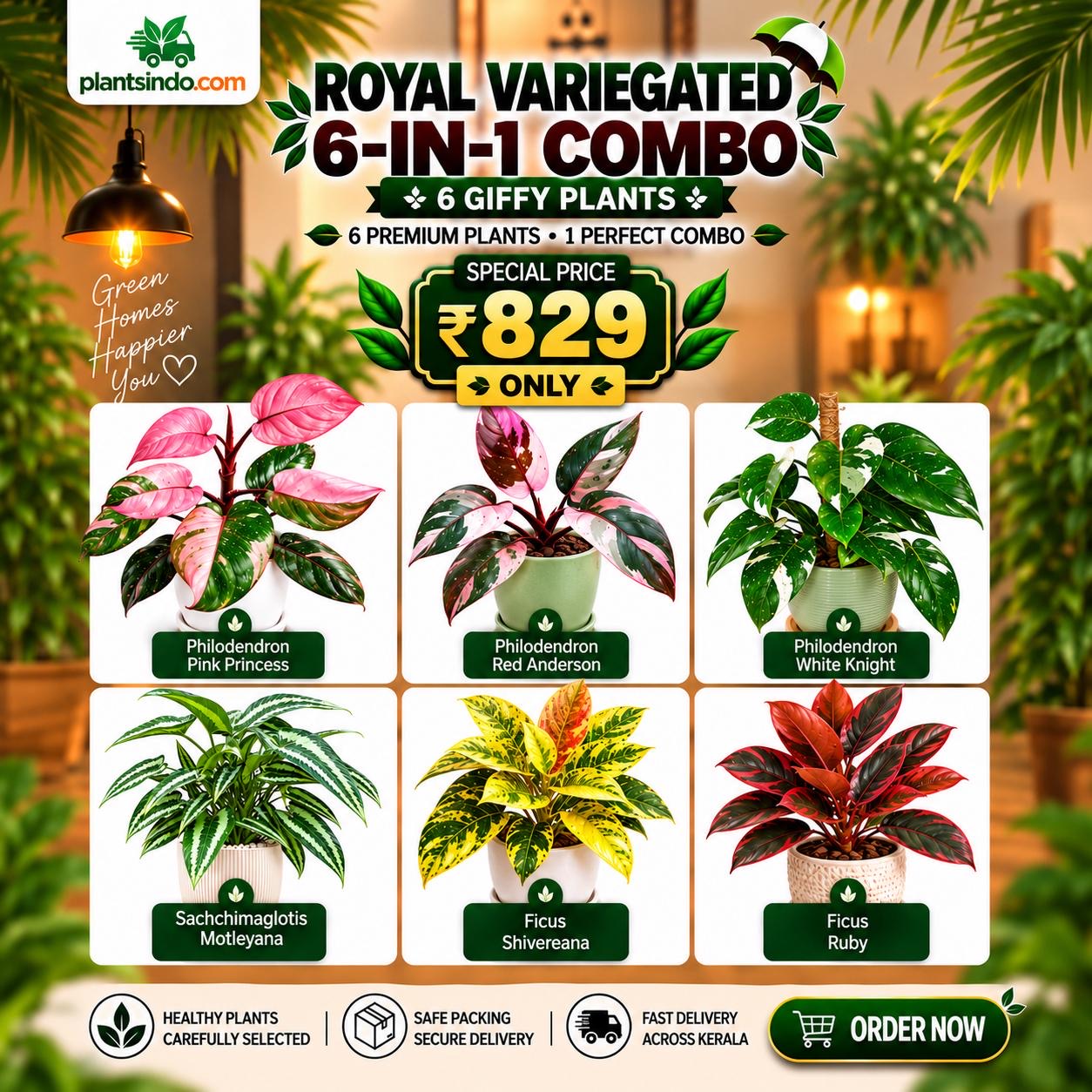 🌿 Royal Variegated 6-in-1 Plant Combo | ₹829