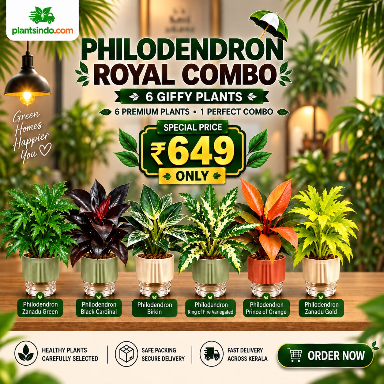 Philodendron Royal Collection – 6 Healthy Plants in Jiffy bag