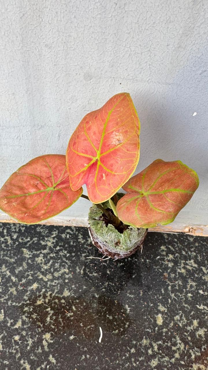 Thai Caladium Dwarf -(Healthy Live Plant in Jiffy Bag)