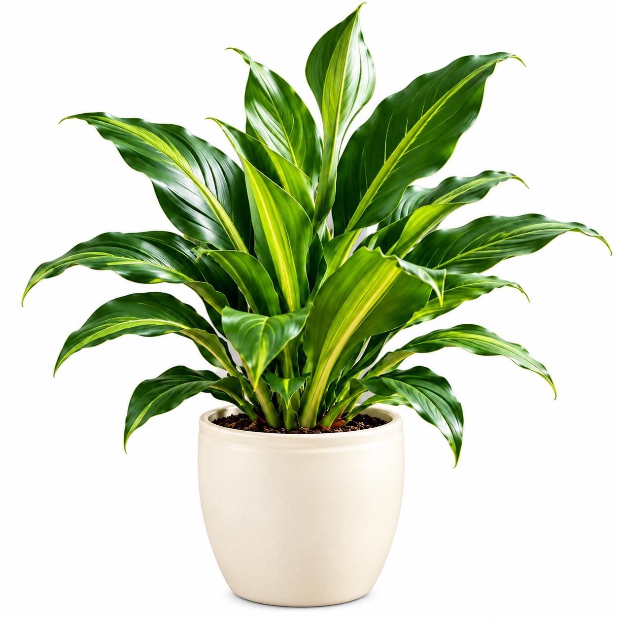 Dracena Darasingh -12 cm pot