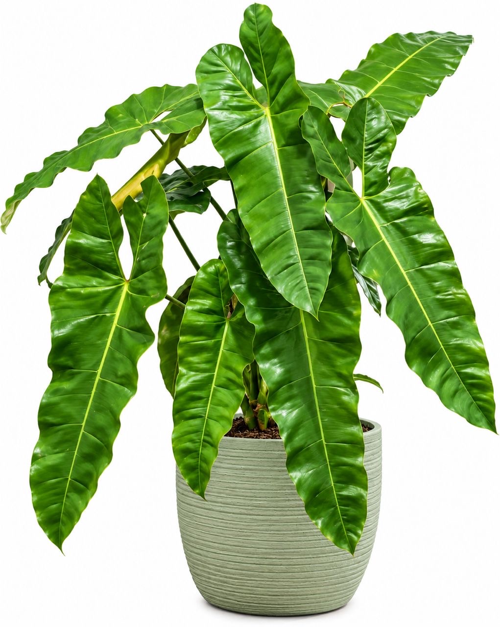 Philodendron Atabapoense -(2 Healthy Live Plant in Jiffy Bag)