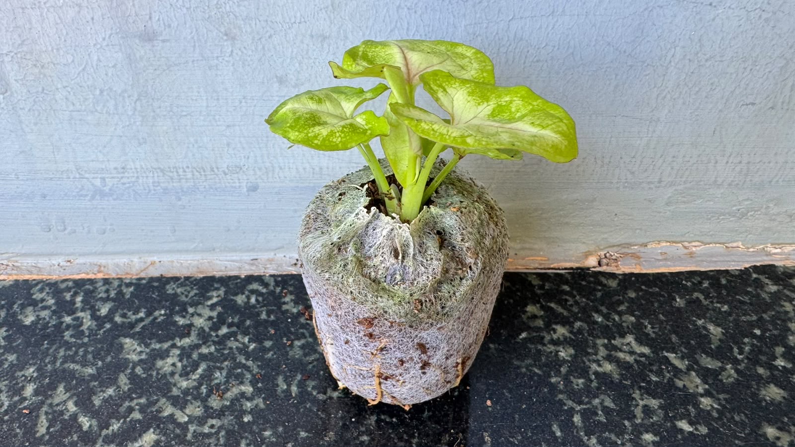 Syngonium Mango -(Healthy Live Plant in Jiffy Bag)