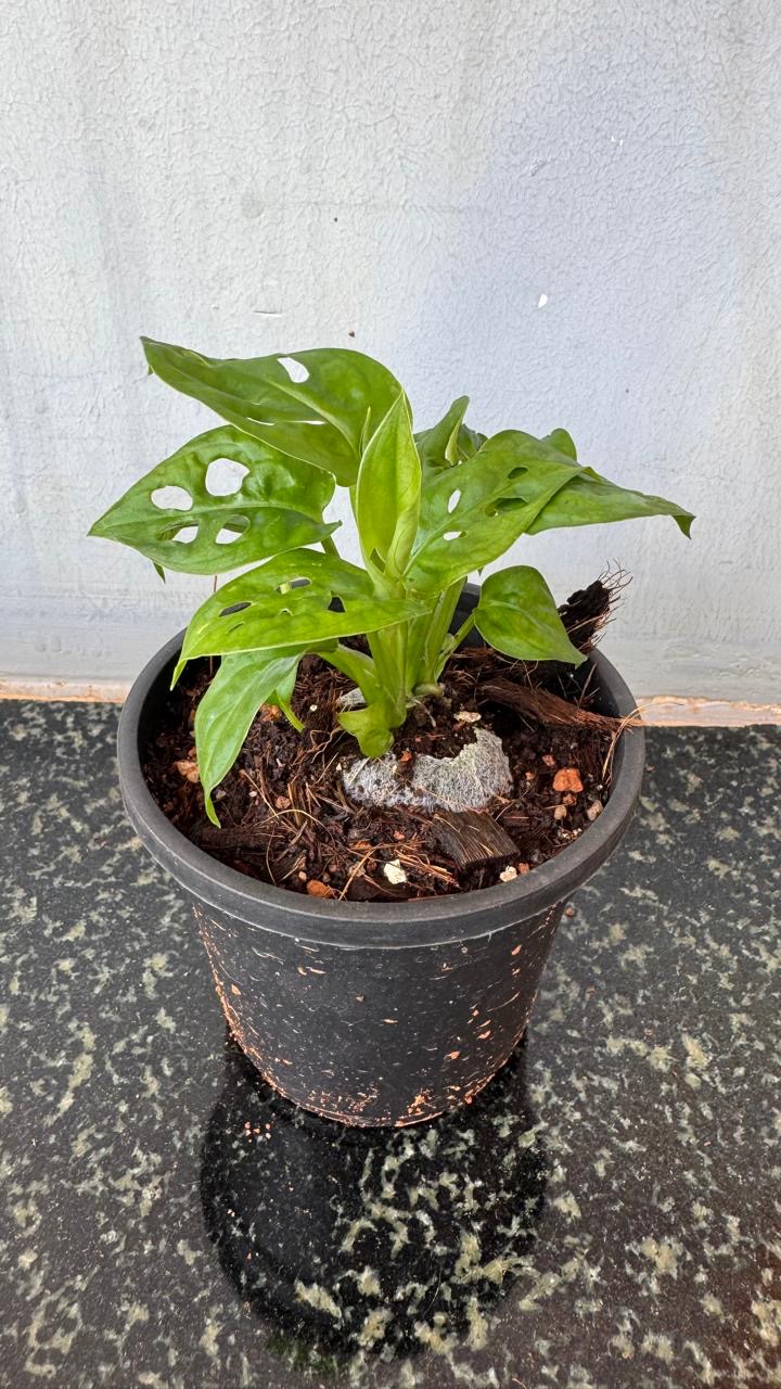 Monstera Adansonii -(Healthy Live Plant in Jiffy Bag)
