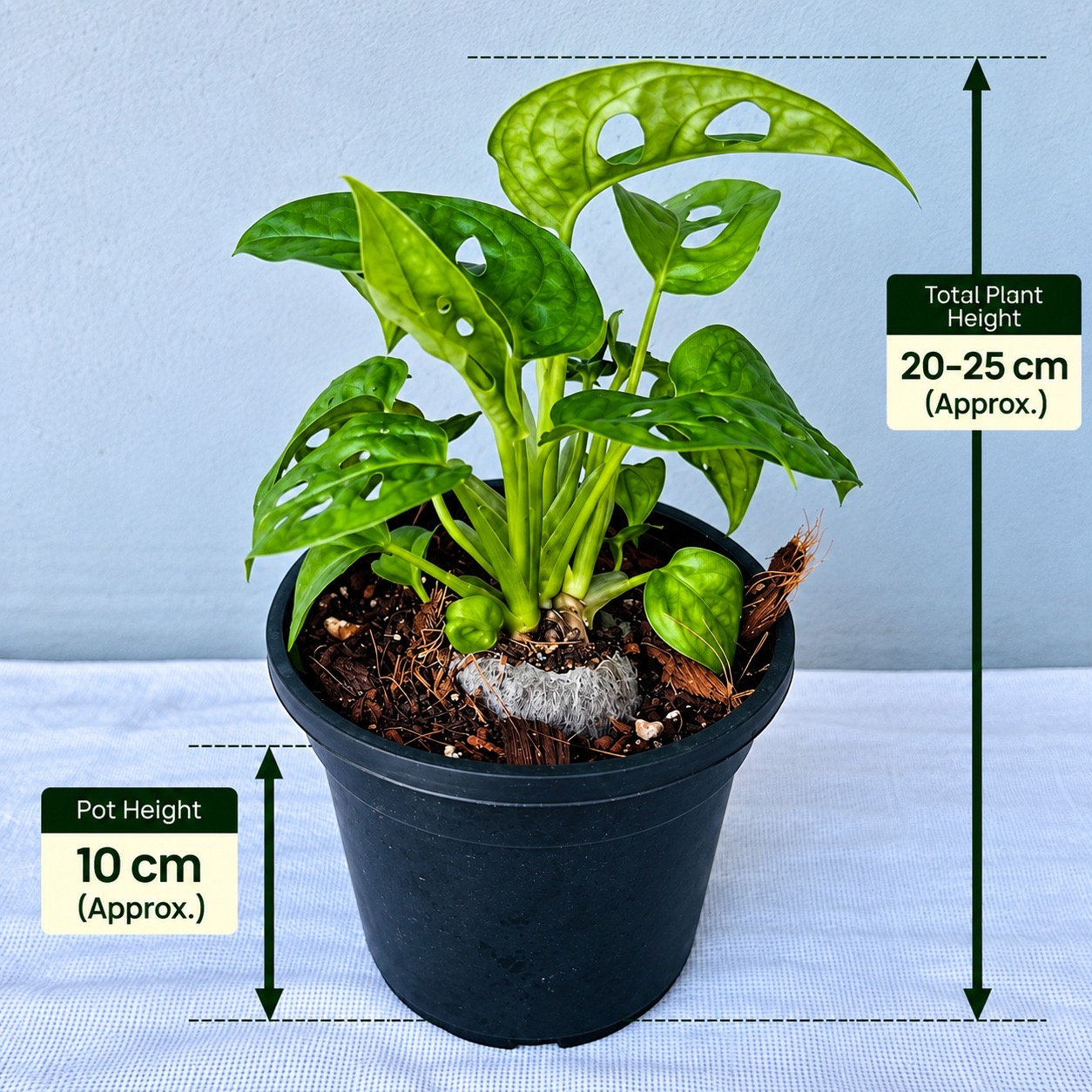 Monstera Adansonii – Premium Indoor Plant