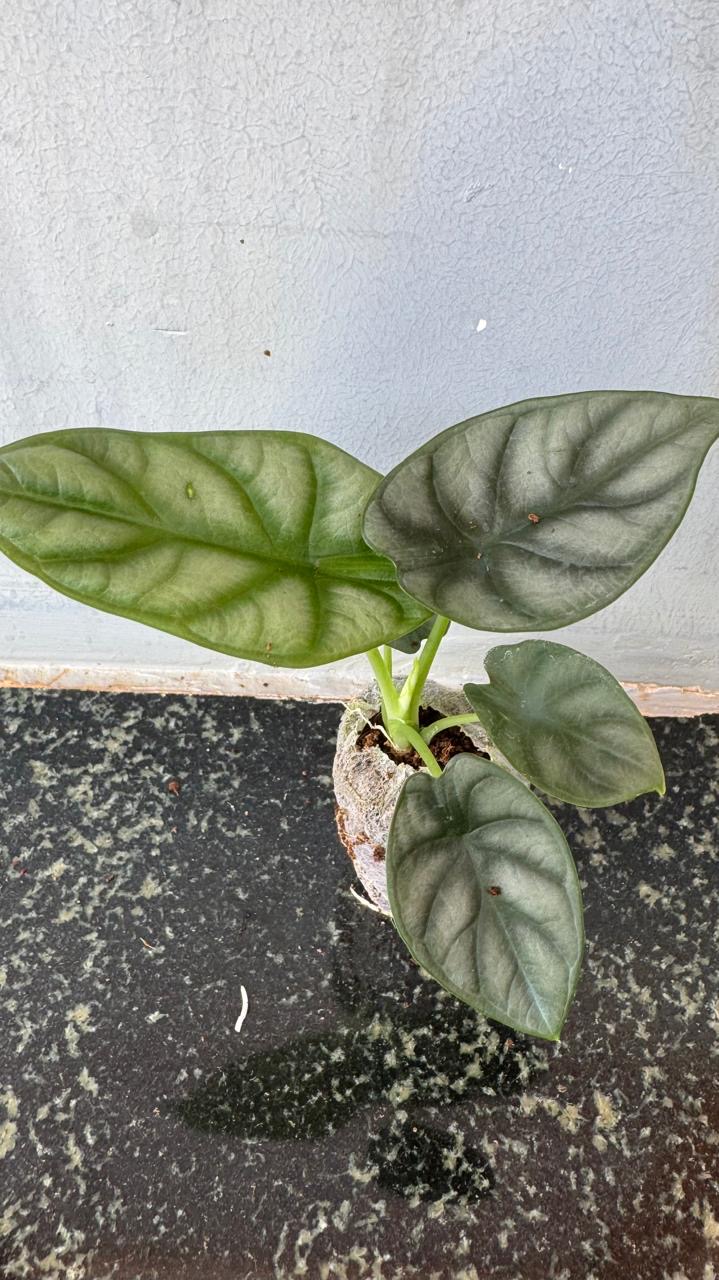 Alocasia Silver Dragon -(Healthy Live Plant in Jiffy Bag)