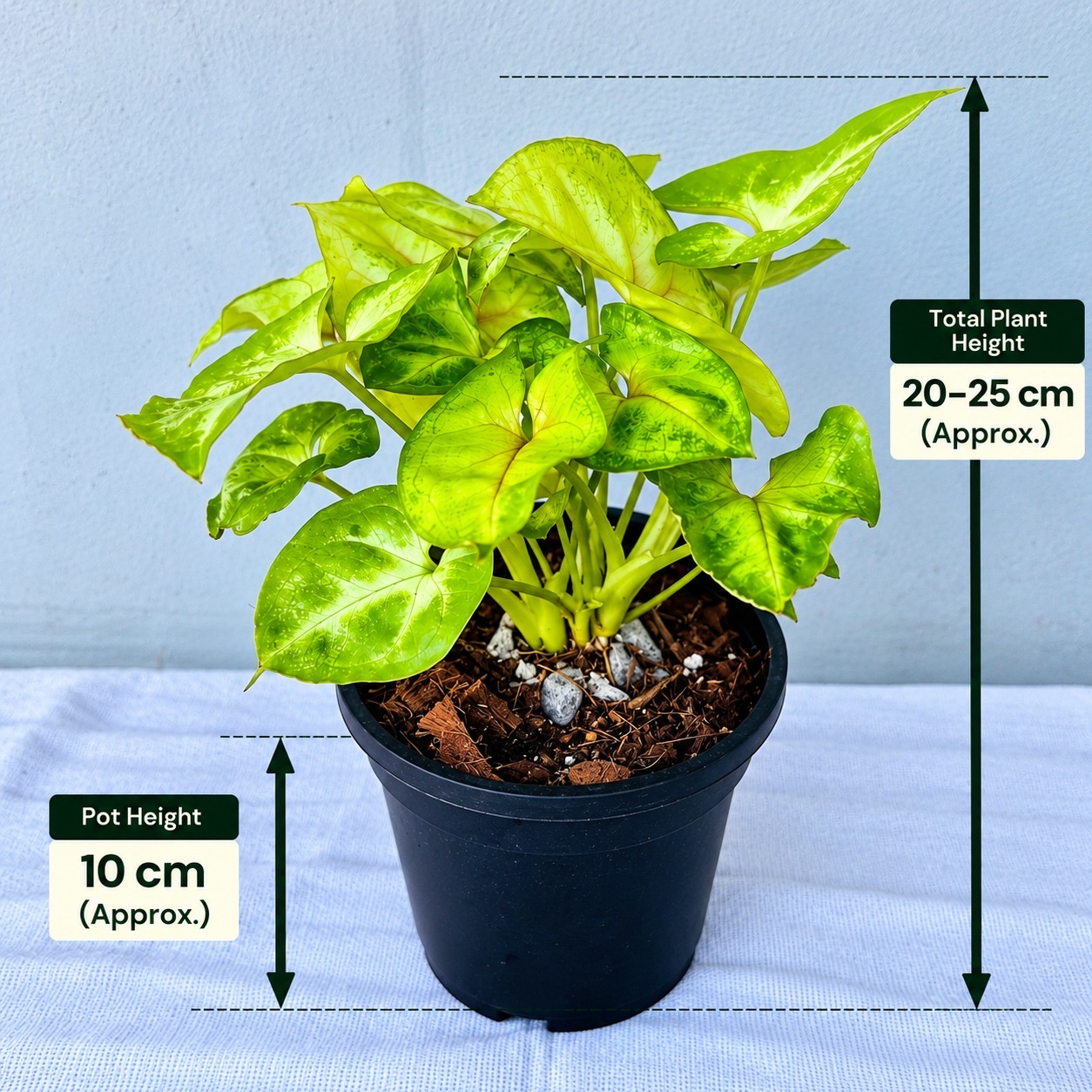 Syngonium Mango– Premium Indoor Plant