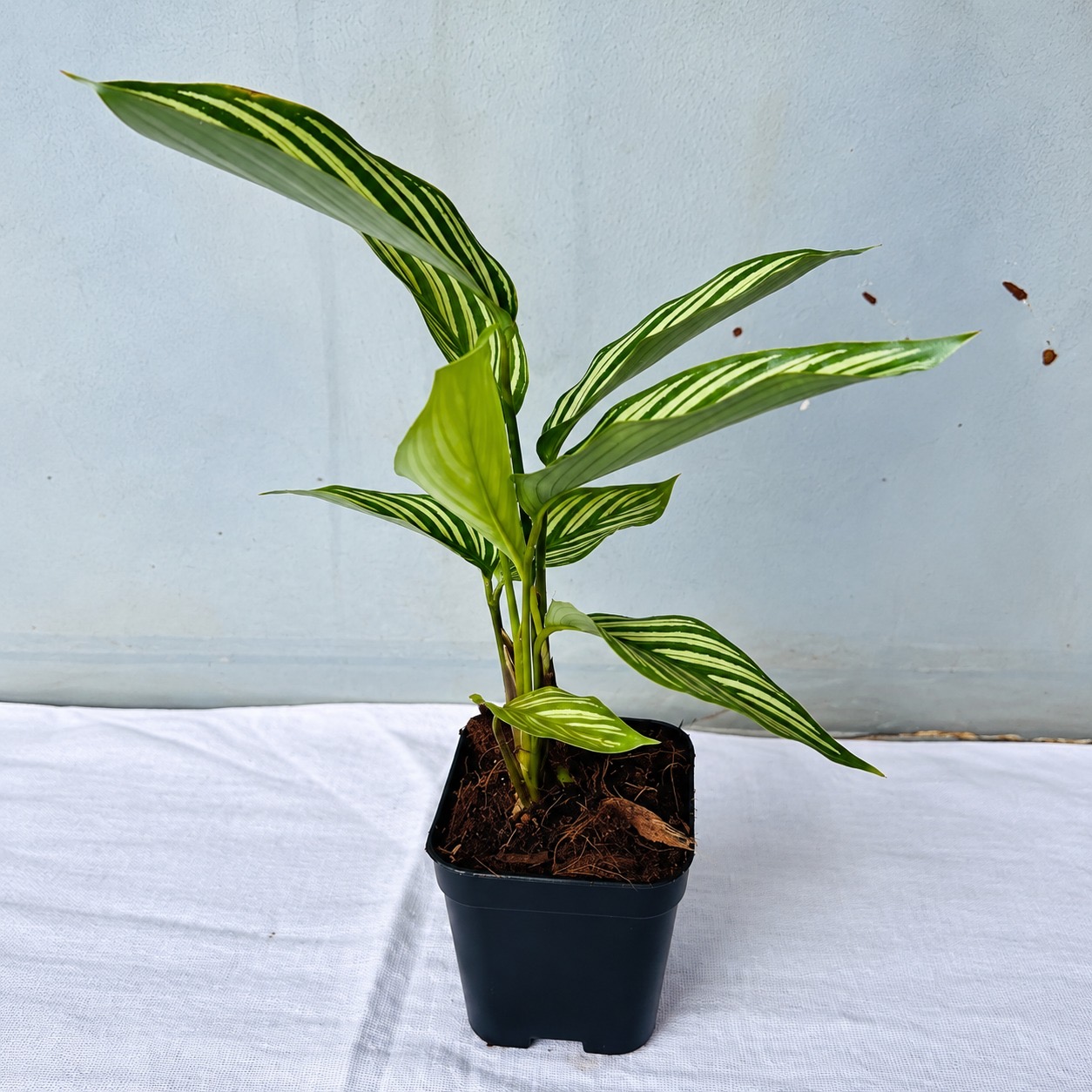 Calathea Vittata
