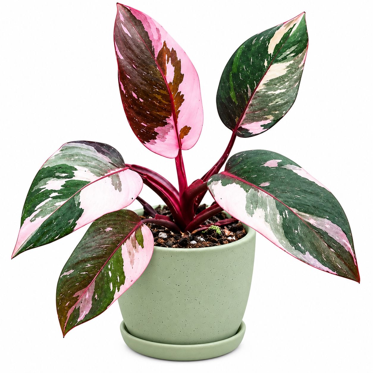 Philodendron Red Anderson (plant in jiffy bag)