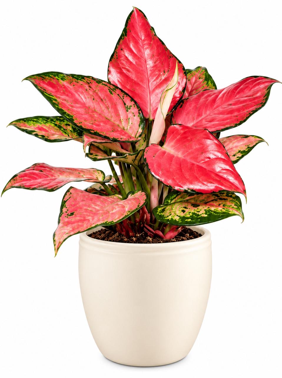 AGLONIMA DIAMOND RED.