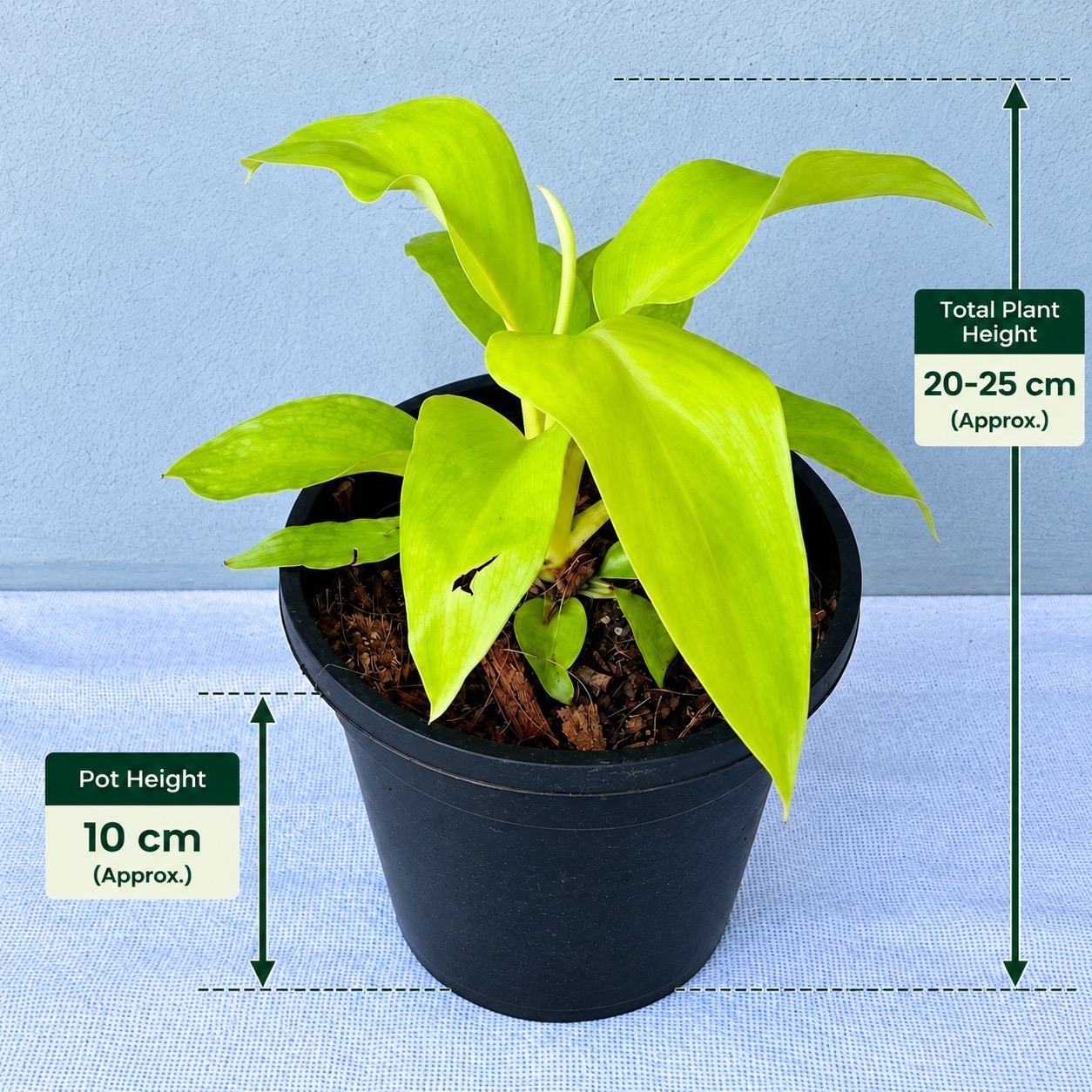 Philodendron Gold Rush – Premium Indoor Plant
