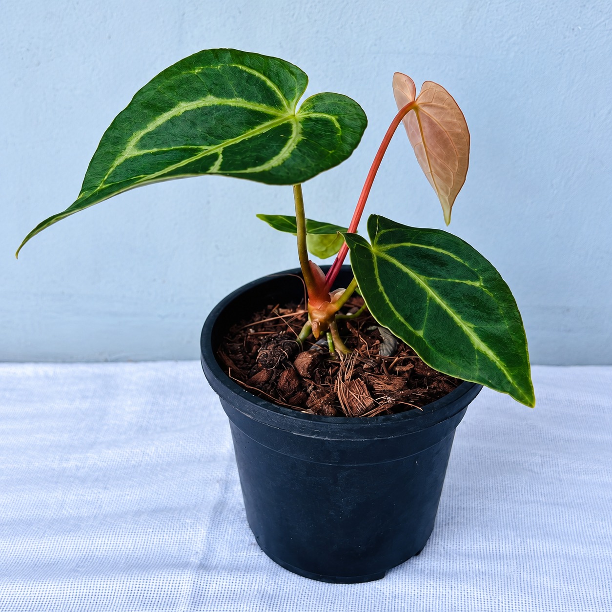 Alocasia Watsoniana Velvet – Premium Indoor Plant