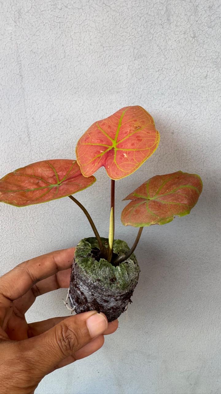 Thai Caladium Dwarf -(Healthy Live Plant in Jiffy Bag)