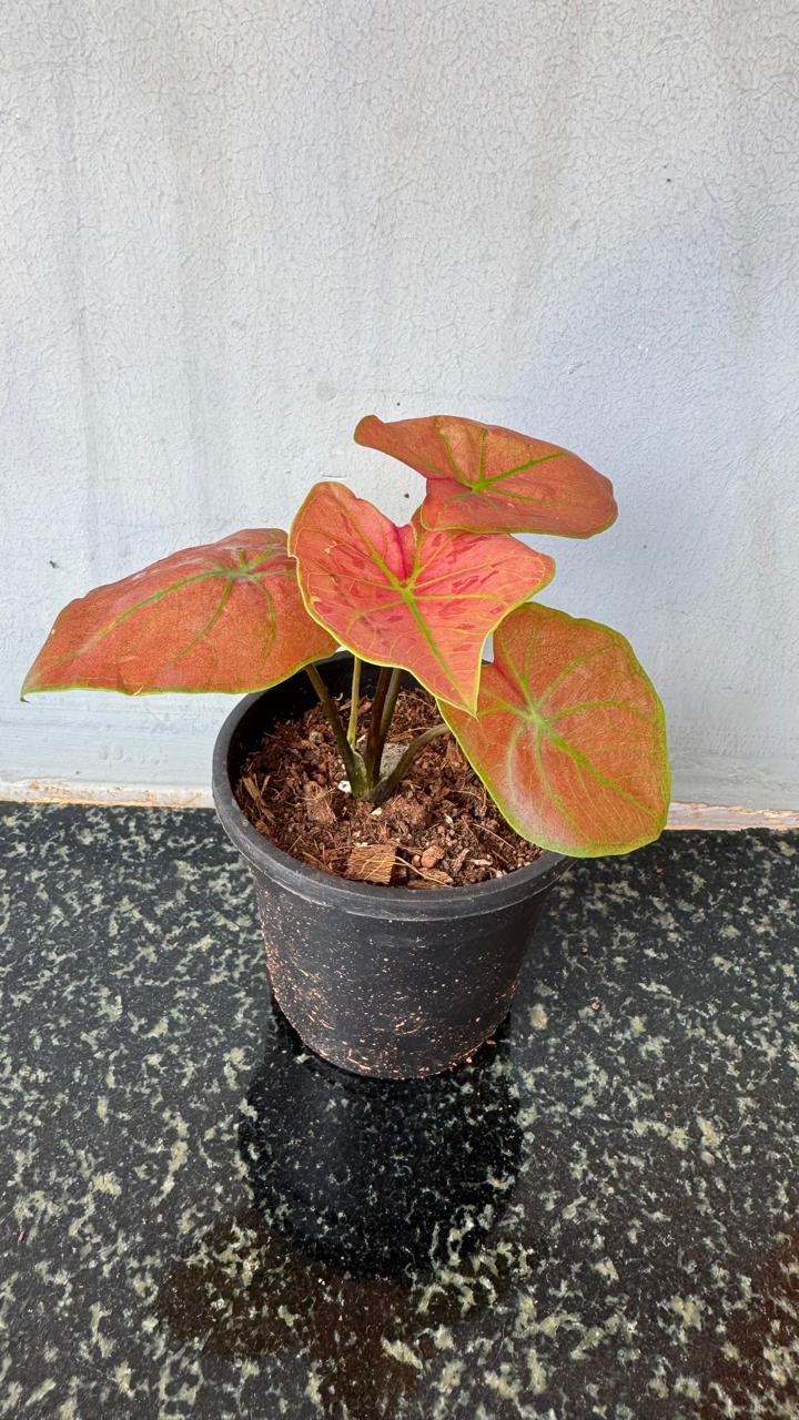 Thai Caladium Dwarf -(Healthy Live Plant in Jiffy Bag)