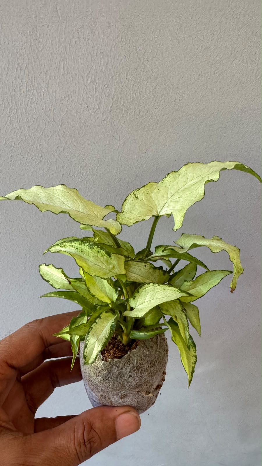 Syngonium Holly (plant in jiffy bag)