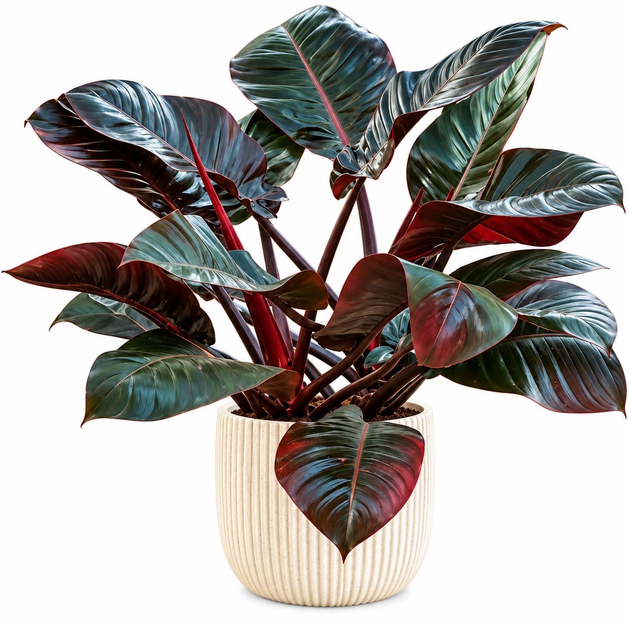Philodendron Black Cardinal -(Healthy Live Plant in Jiffy Bag)