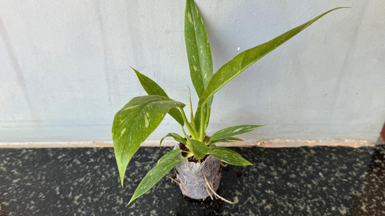Philodendron Ring of Fire Verigated -(Healthy Live Plant in Jiffy Bag)