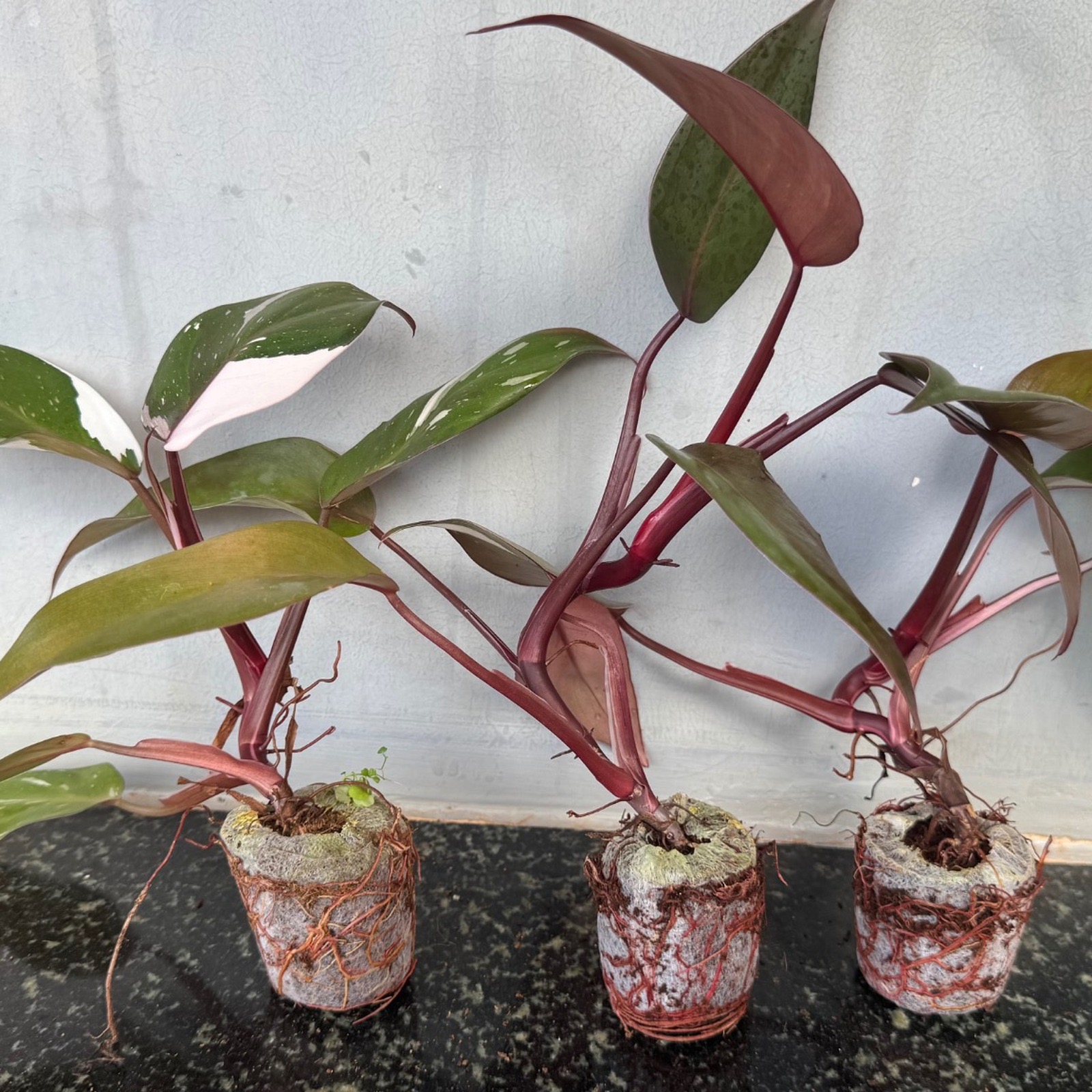Philodendron Red Anderson (plant in jiffy bag)