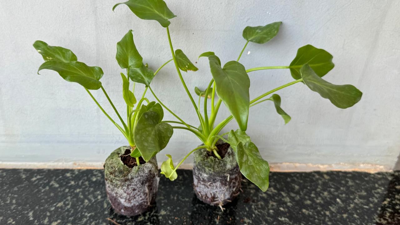 Philodendron Xanadu Green -(Healthy Live Plant in Jiffy Bag)