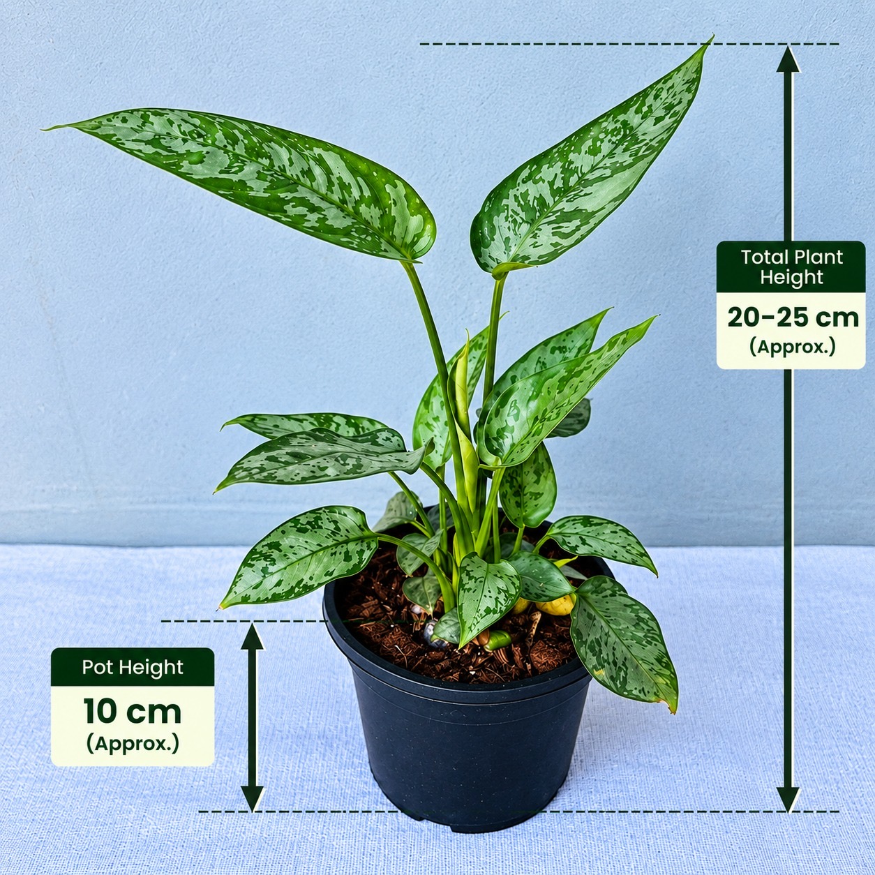 Sachchimaglotis Motleyana – Premium Indoor Plant