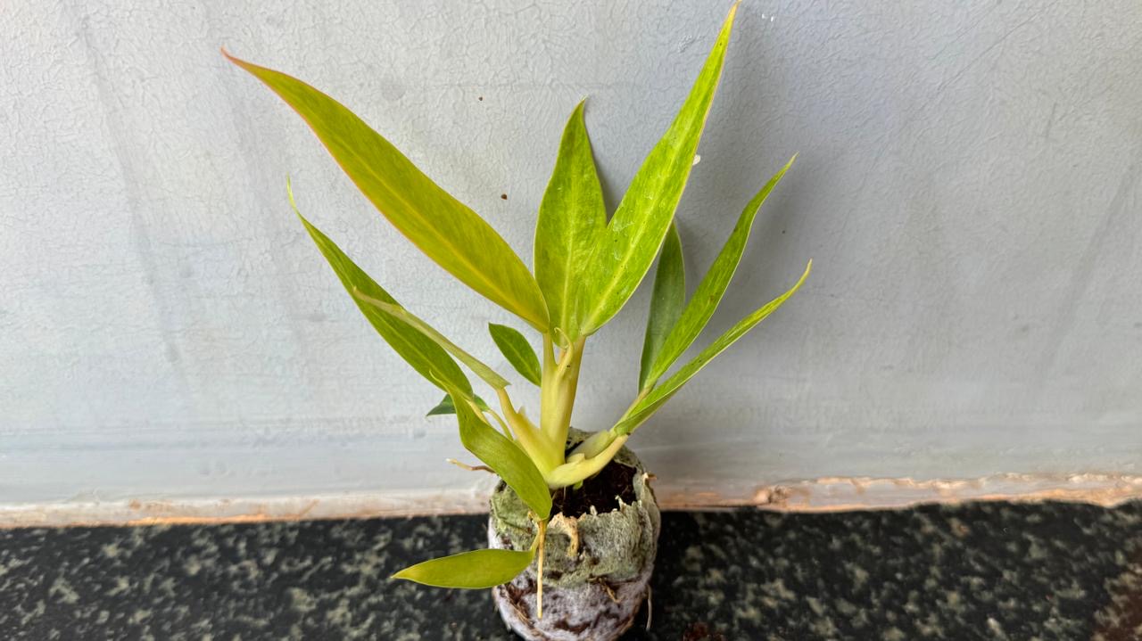 Philodendron Calkins Gold -(2 Healthy Live Plant in Jiffy Bag)