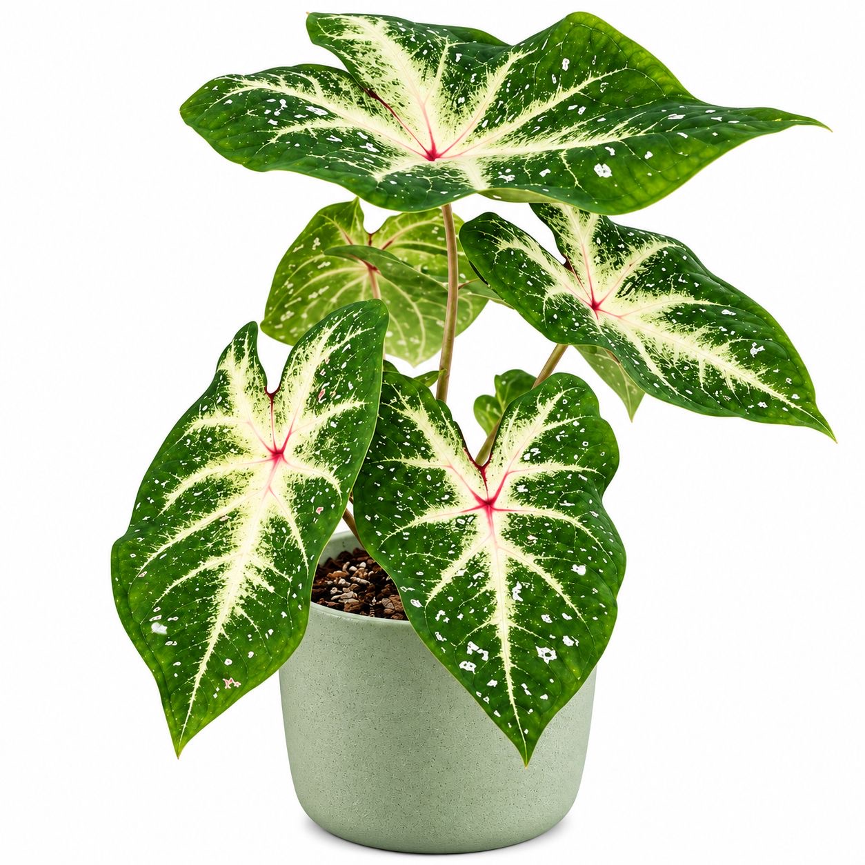Caladium Galaxy New -(Healthy Live Plant in Jiffy Bag)