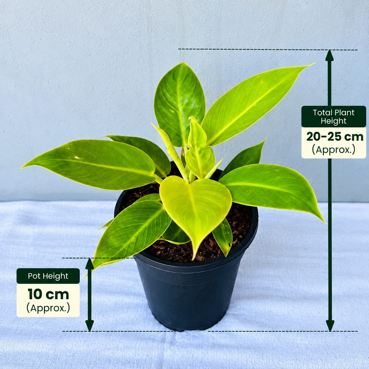 Philodendron Melinoni