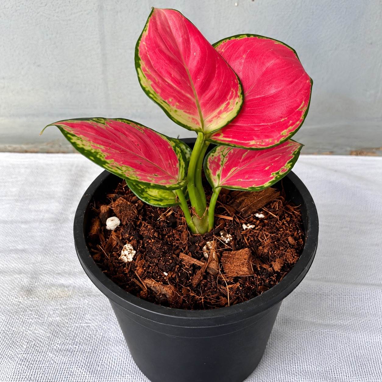 Aglonima Thailand Red