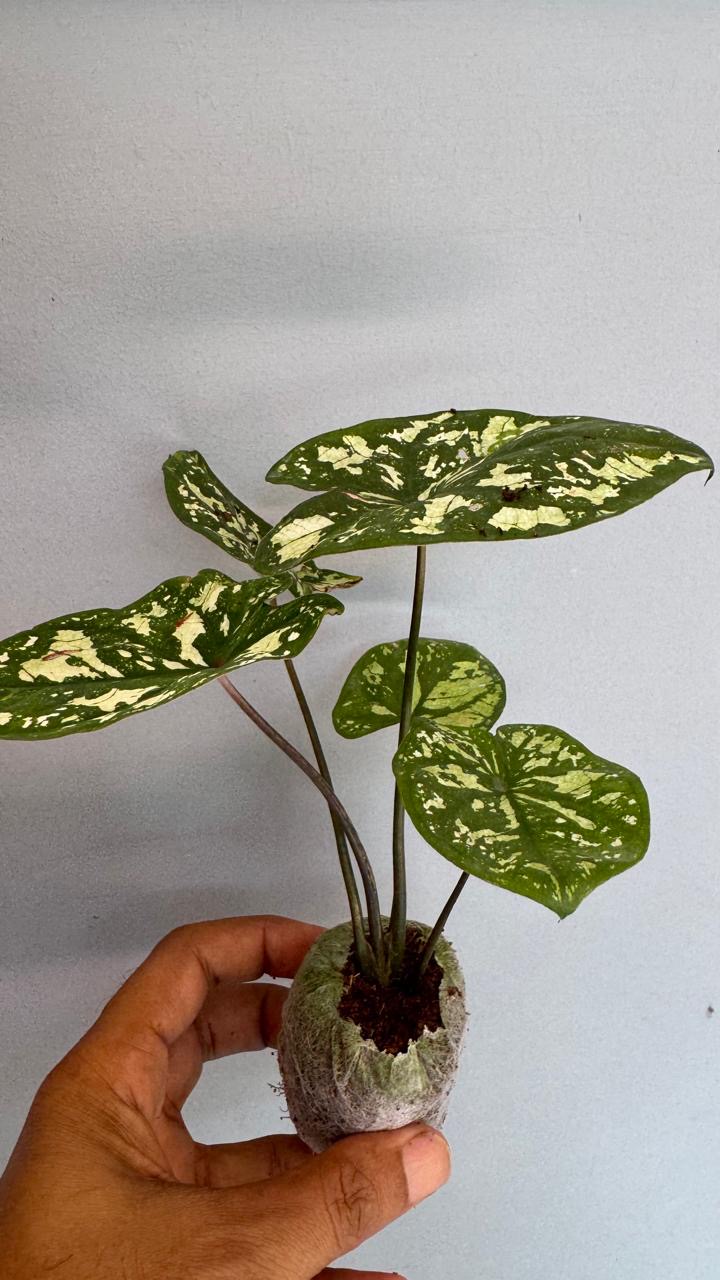 Caladium Galaxy New -(Healthy Live Plant in Jiffy Bag)