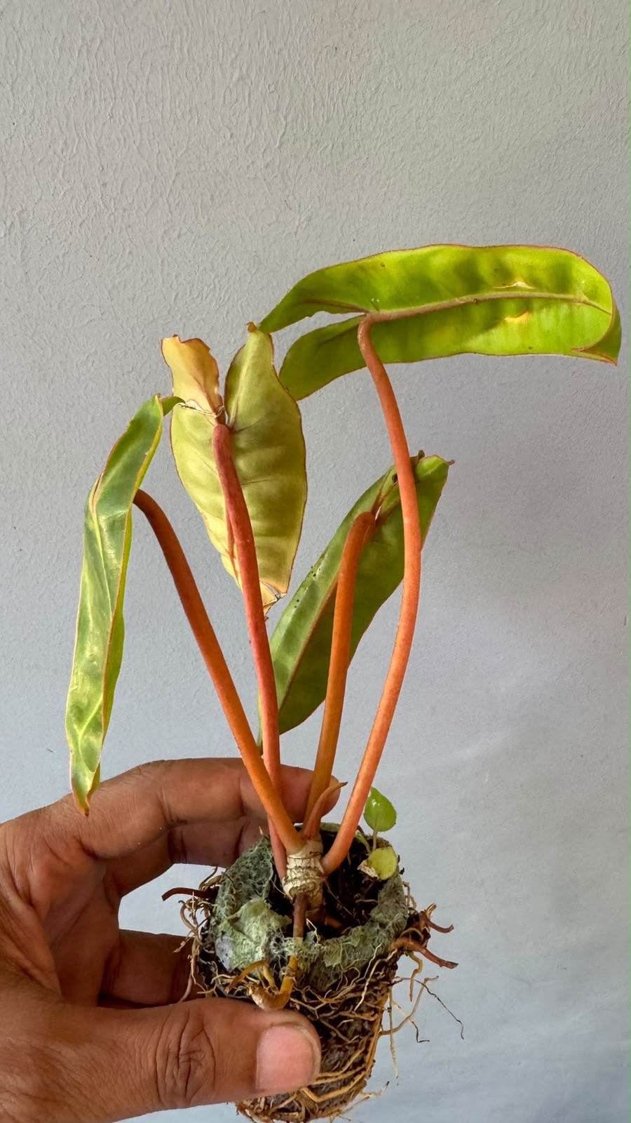 Philodendron  Billietiae -(Healthy Live Plant in Jiffy Bag)