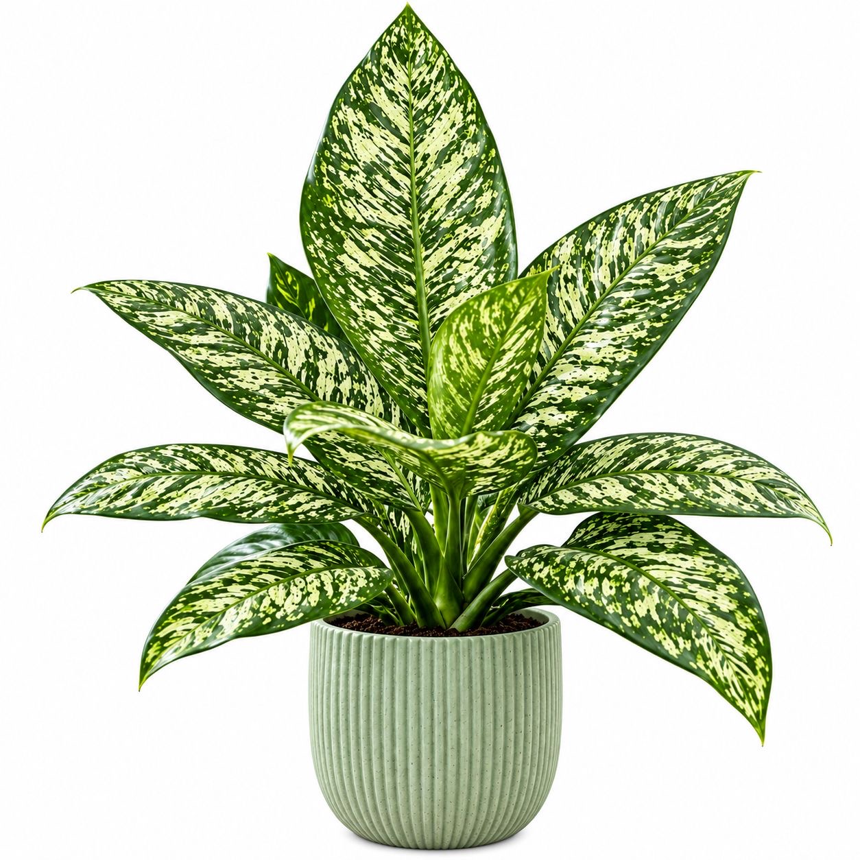 Diffenbachia White etna -(Healthy Live Plant in Jiffy Bag)
