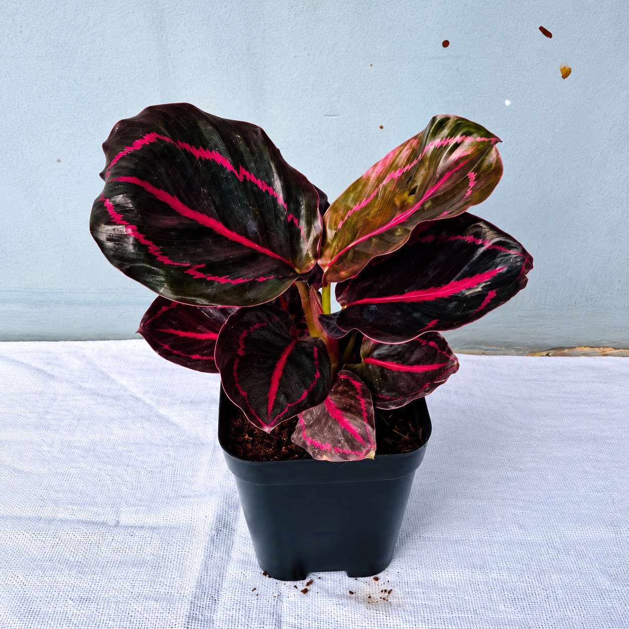 Calathea Red wine