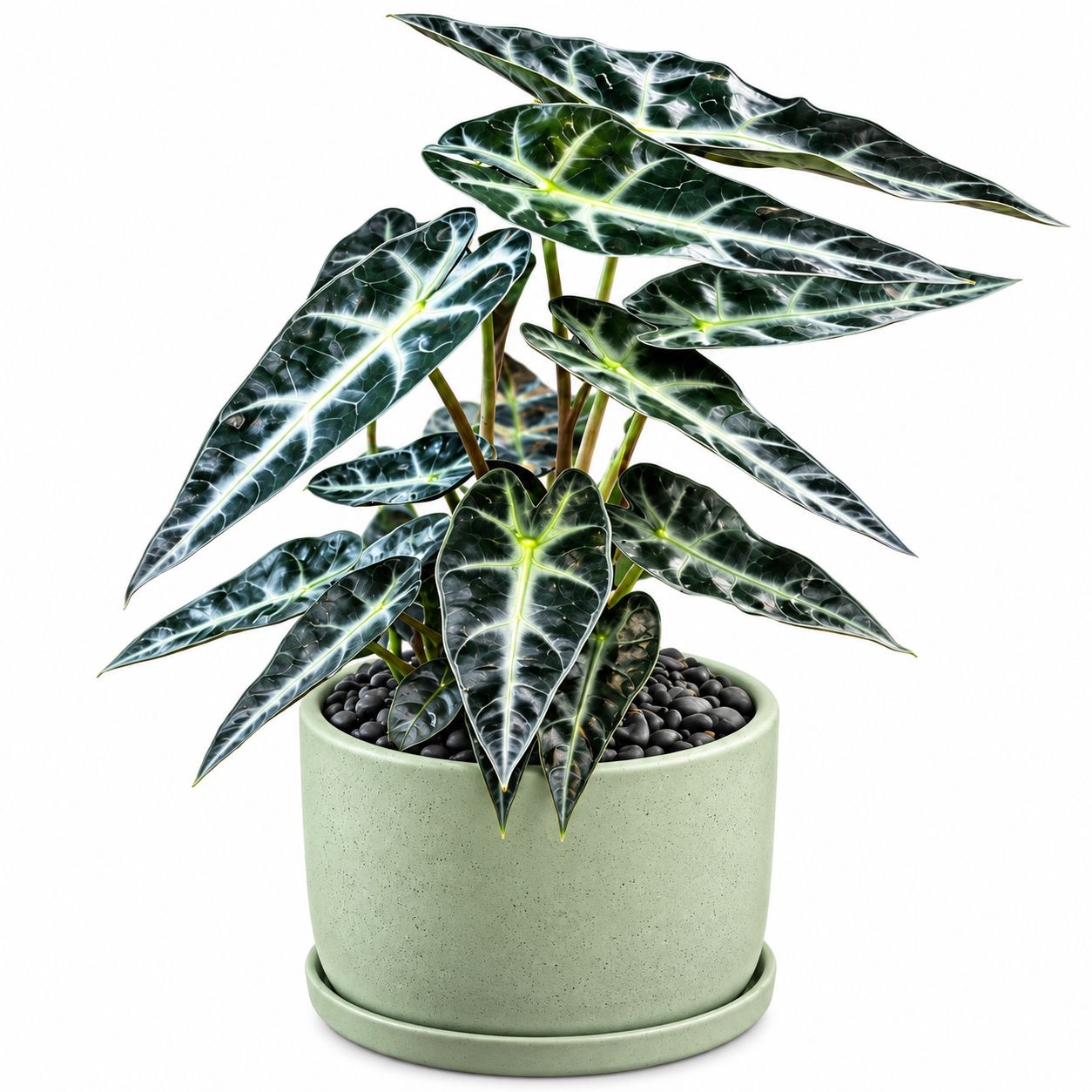 Alocasia Bambino -(Healthy Live Plant in Jiffy Bag)