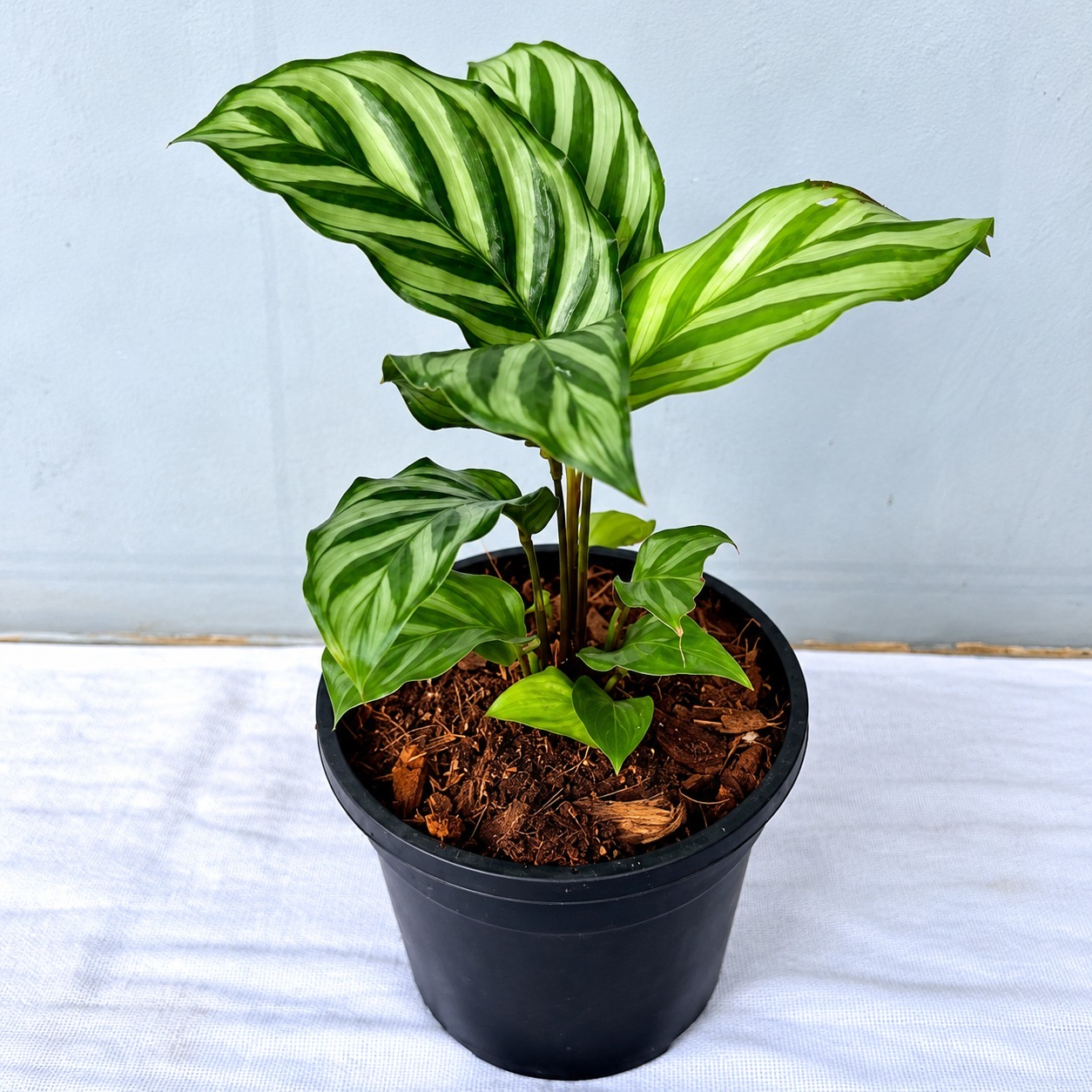 Calathea Freddie