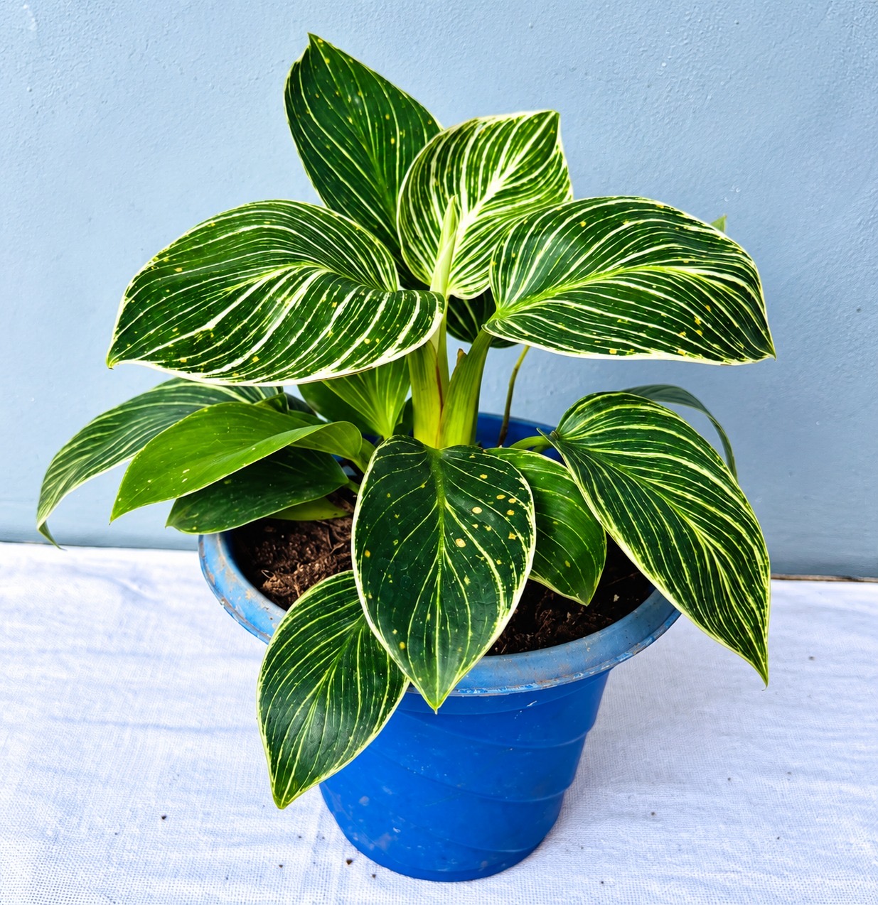 Philodendron Birkin Yellow Dwarf – Premium Indoor Plant