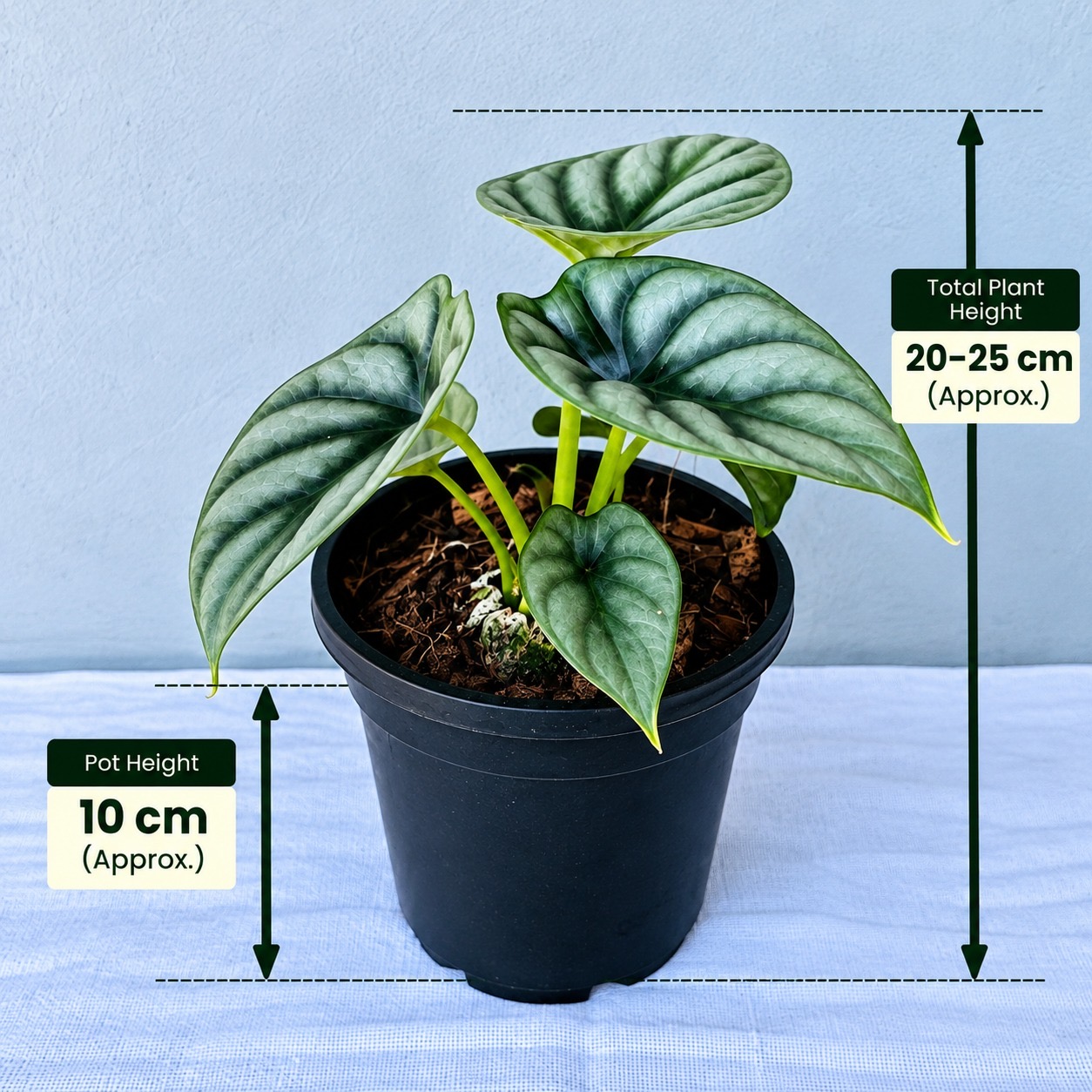 Alocasia Silver Dragon– Premium Indoor Plant