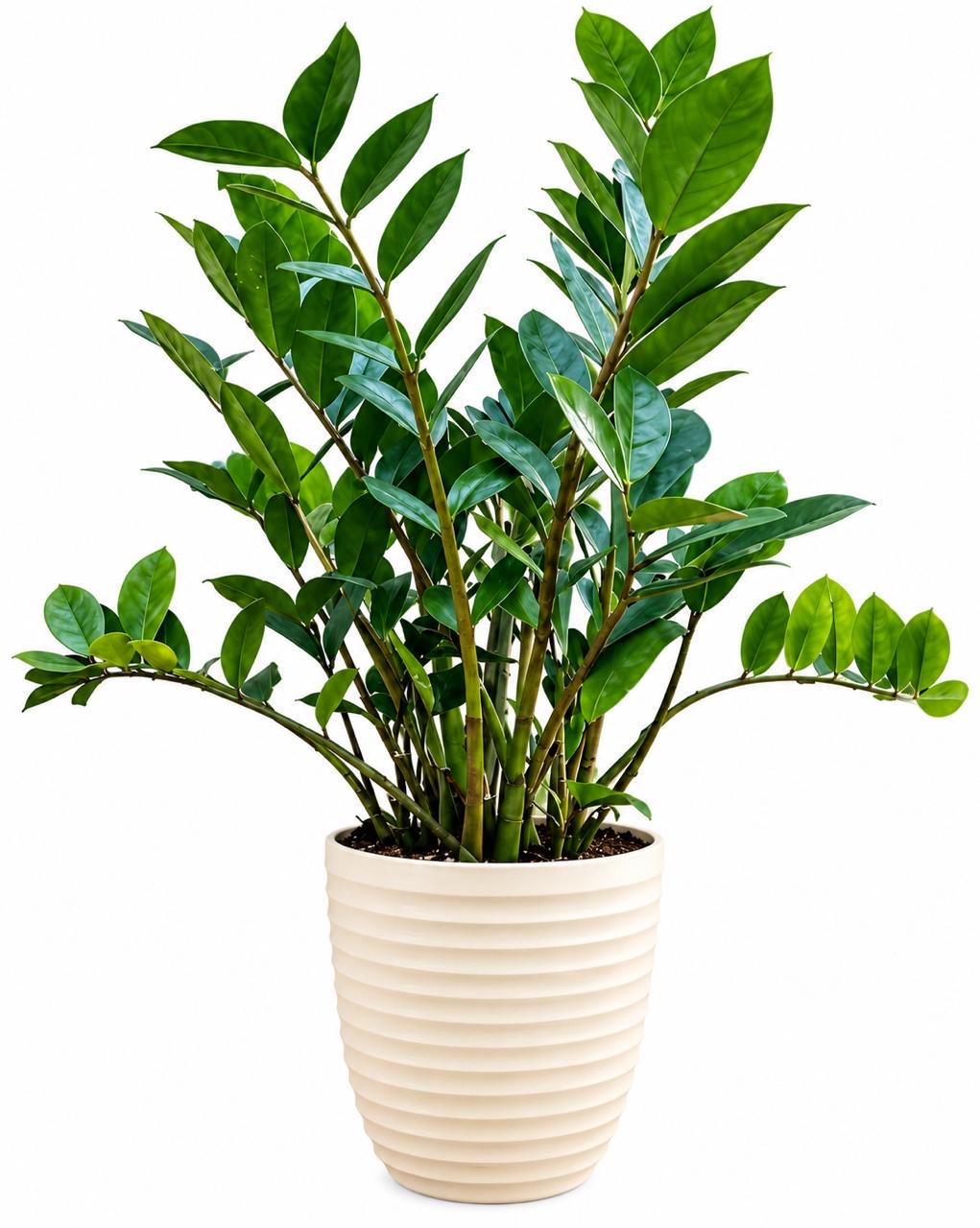 ZZ Plant-12 cm pot