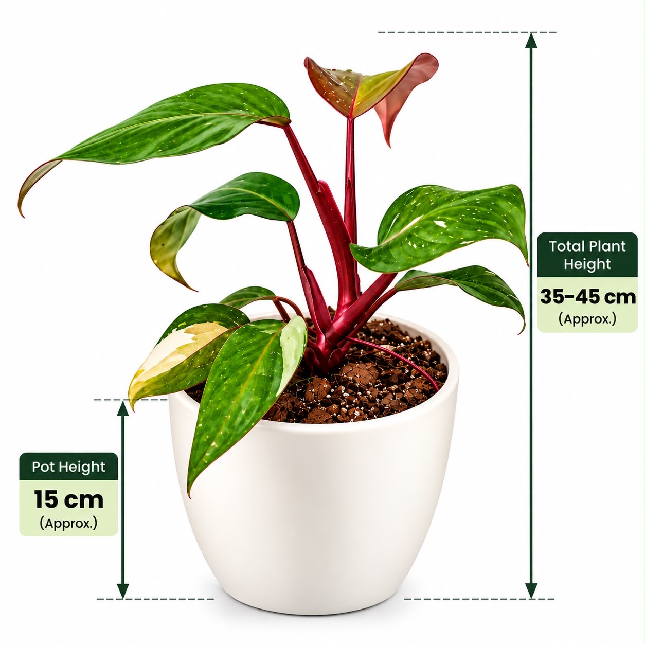 Philodendron Pink Princess Marble – 15cm Self Watering Pot