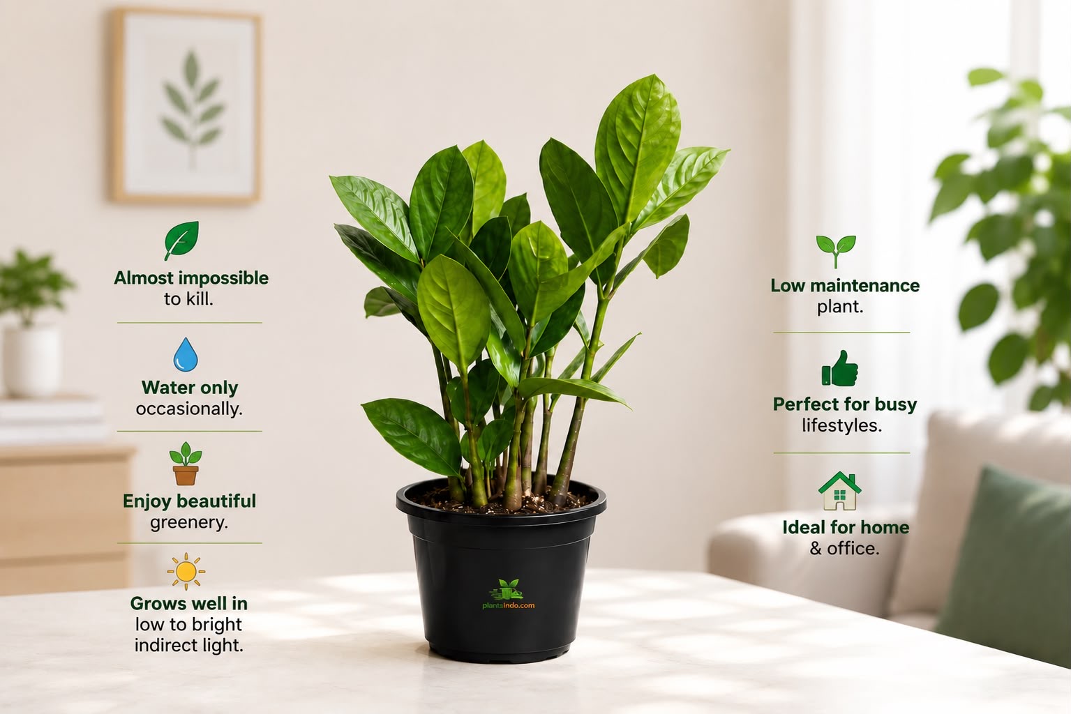 Easy Green Duo. Peace lily,Green zz plant.