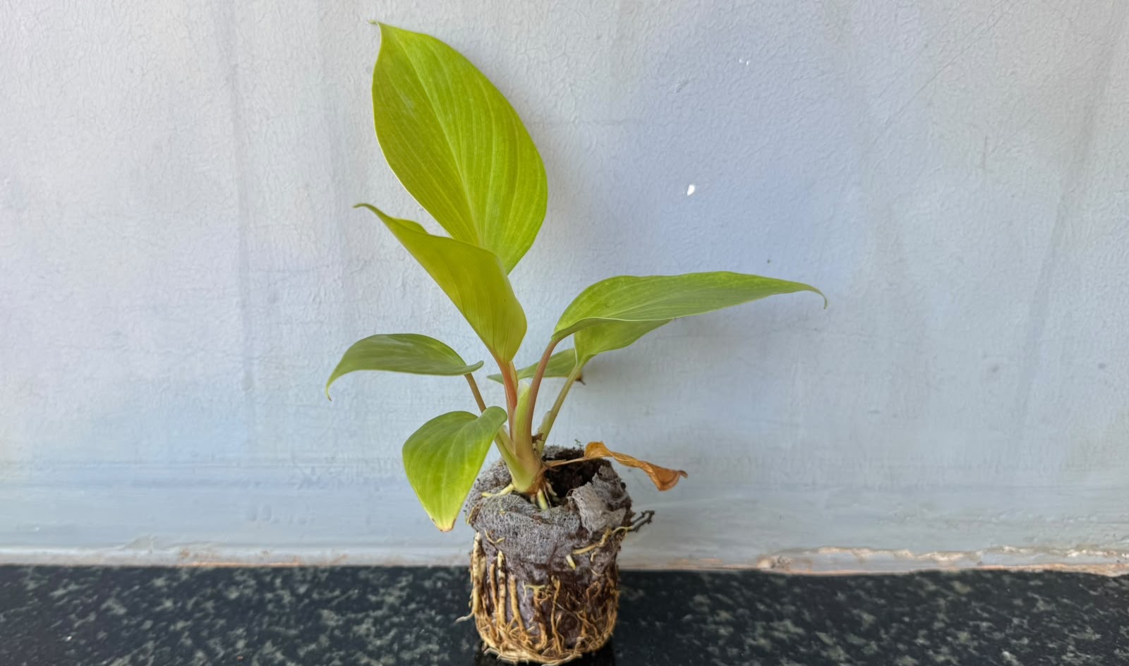 Monstera