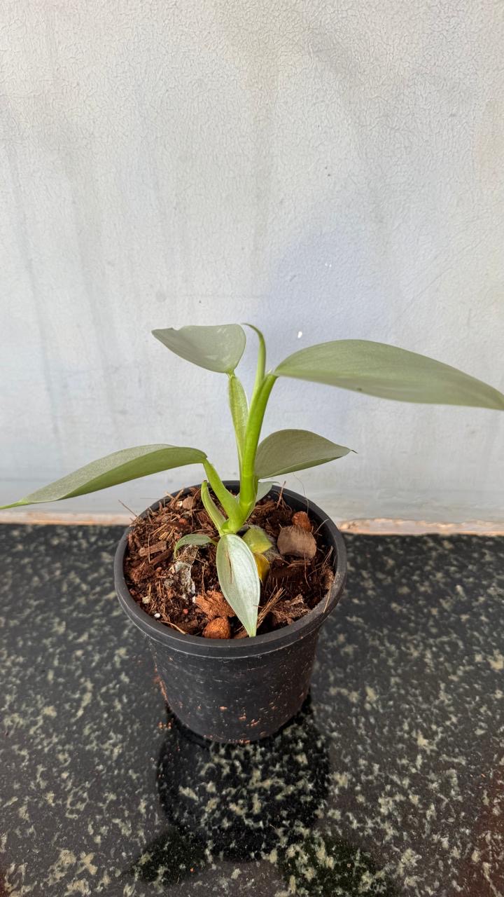 Philodendron Silver Sword -(Healthy Live Plant in Jiffy Bag)